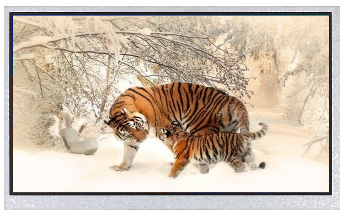 7-inch TFT display featuring 800x480 resolution, RGB interface, 430 nits brightness, and a capacitiv