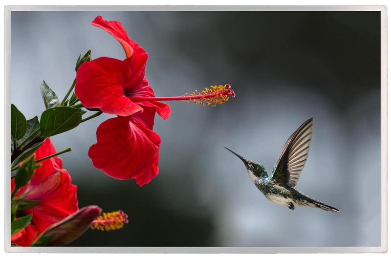 10.2 inch wide TFT with a wide operating temperature and a resolution of 800 x 480 RGB interface and